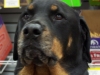 wanteddog2