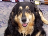 wanteddog3
