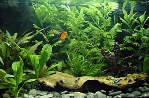 Aquarium