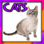 Cat's Section at McCracken's